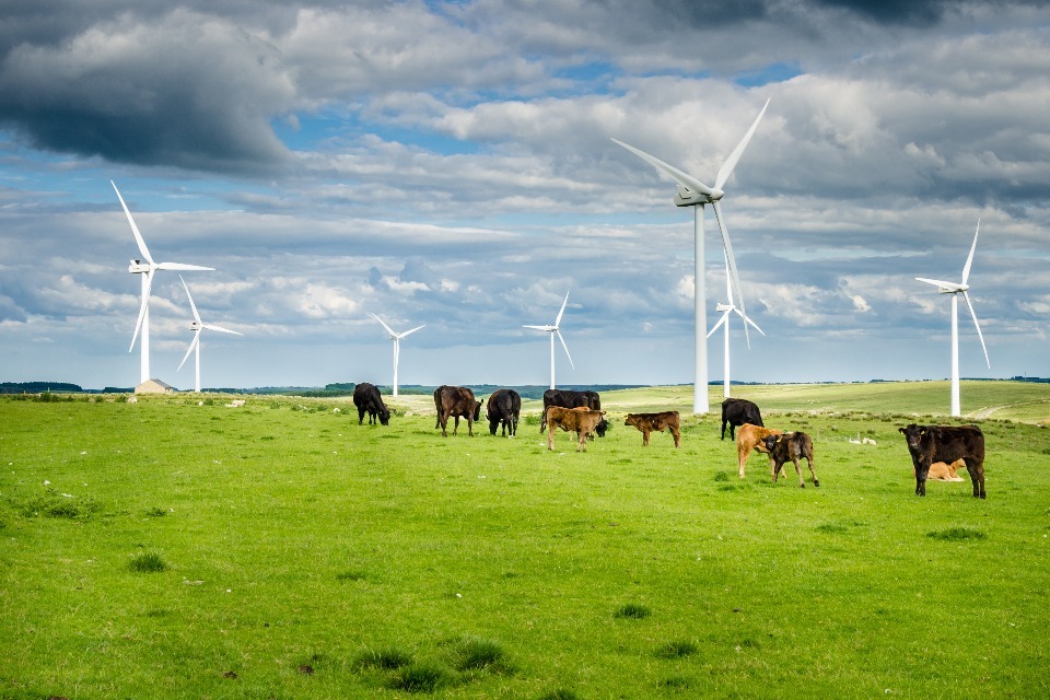 UK BSE Risk Downgraded, Boosts Farming Sector