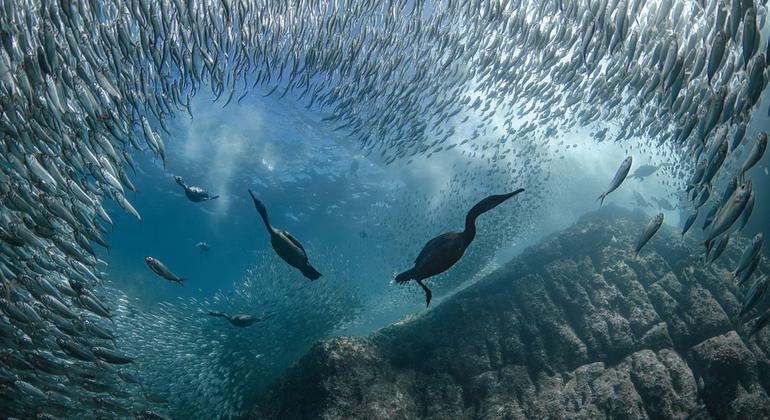 UN Ocean Summit Concludes With Wave Of Commitments