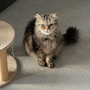 Urgent Alert: Toxic Chemicals in Fake Flea Treatments