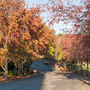 Trees in autumn with orange leaves