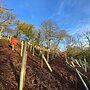 84,000 Trees Restore Peak District Ravine Woodlands