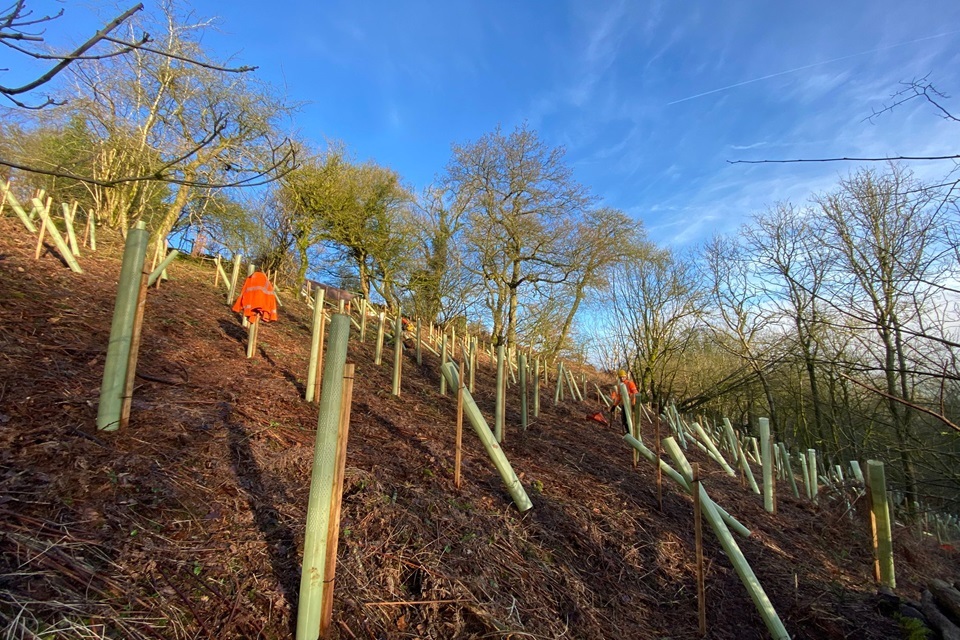 84,000 Trees Restore Peak District Ravine Woodlands