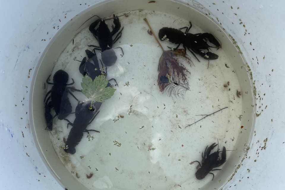 Agency Rescues Endangered Crayfish From Drought