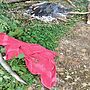Angler Fined for Keeping Protected Eel