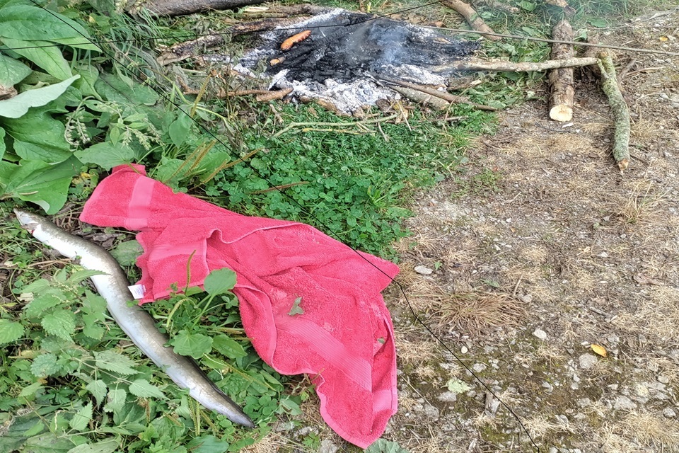 Angler Fined for Keeping Protected Eel