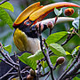 Animals Key to Forest Carbon Absorption