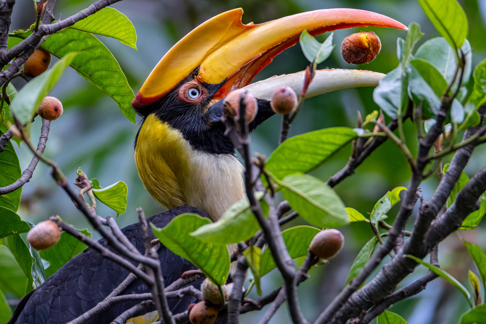 Animals Key to Forest Carbon Absorption