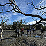 Boambee Creek Mangroves Restoration Underway