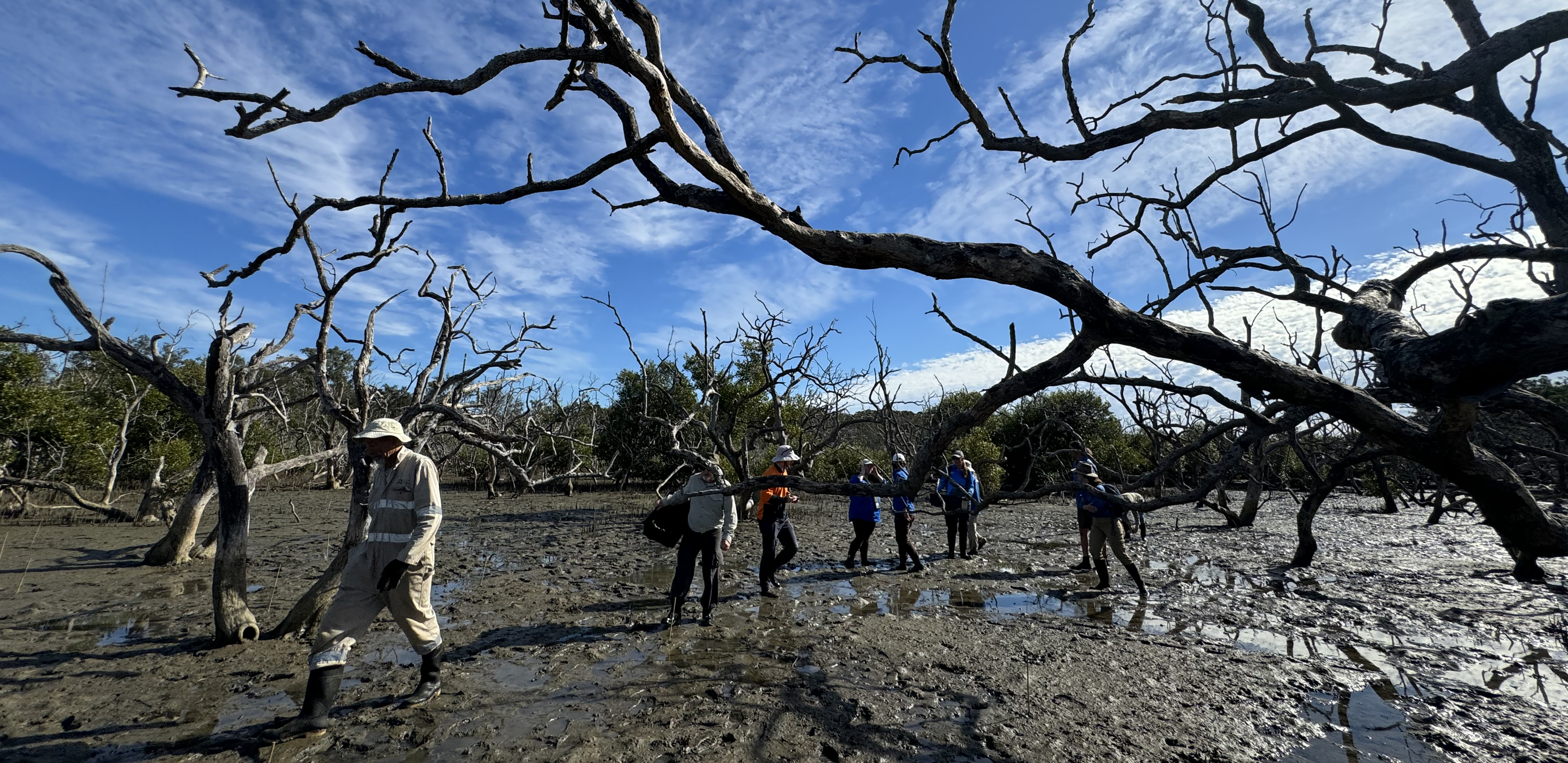 Boambee Creek Mangroves Restoration Underway