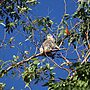 Discovery Stuns Quiet Coast Hinterland