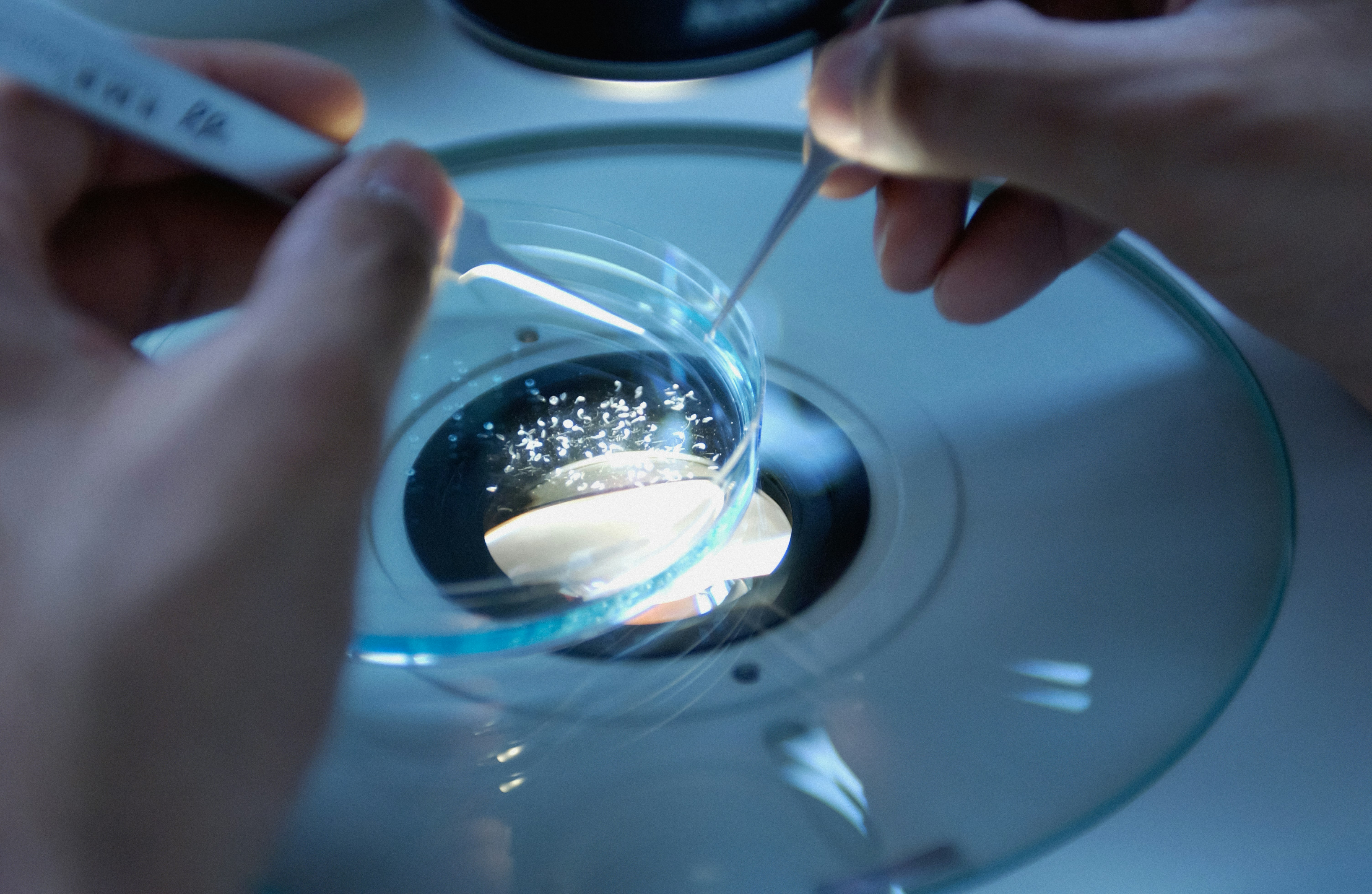 Ibogaine Shows Promise for Vets’ Brain Injury Treatment