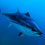 MMO Hosts Events for Bluefin Tuna Permit Compliance