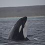 Mapping Killer Whale 'hotspots'