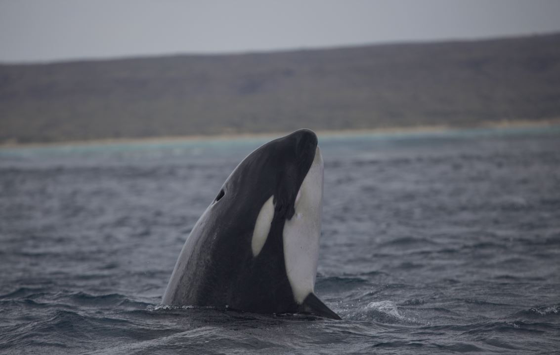 Mapping Killer Whale 'hotspots'