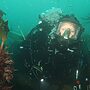 Natural England Launches Kelp Forest Dive Survey