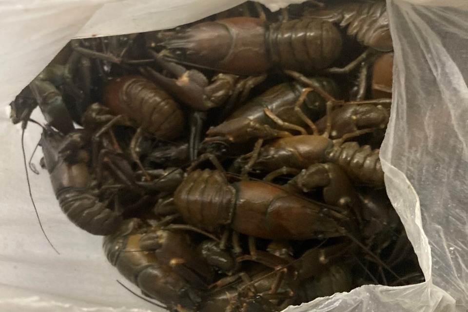 North East Man Sentenced for Illegal Crayfish Trap