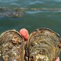 Oyster, Seaweed Farms to Revitalize Fiji, N. Australia