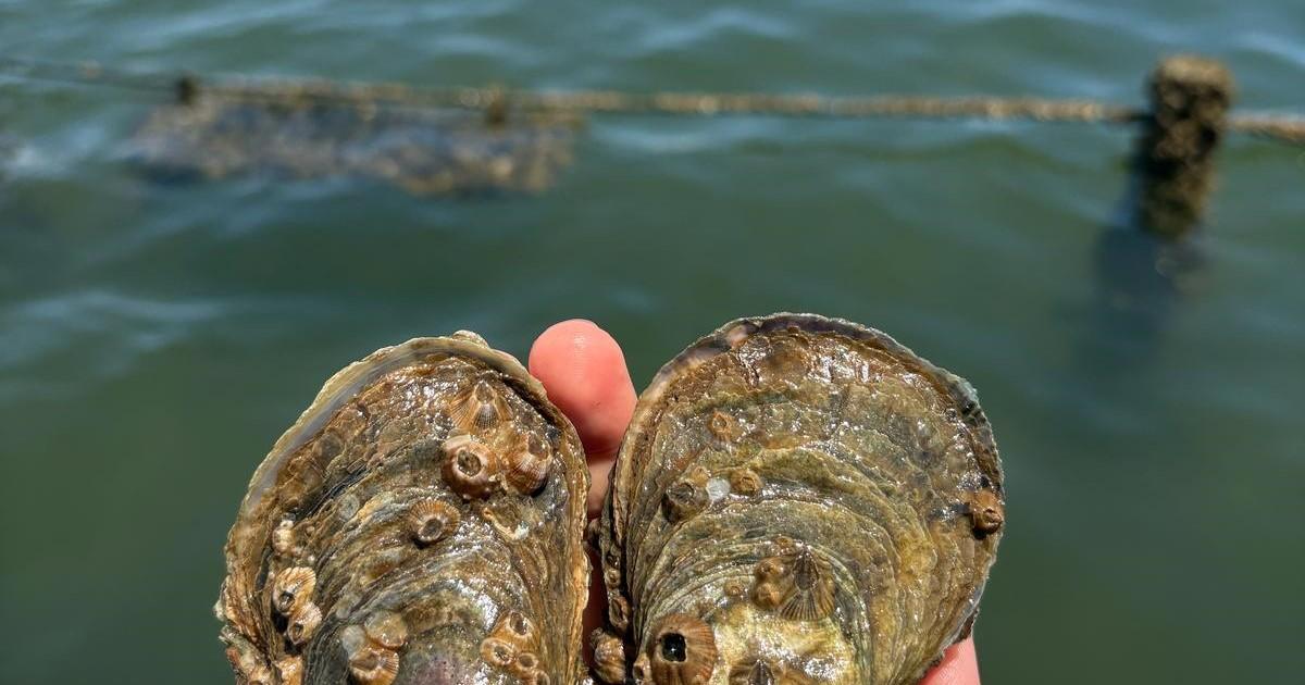 Oyster, Seaweed Farms to Revitalize Fiji, N. Australia