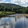 Pink Salmon Threatens UK Fisheries, Agency Warns