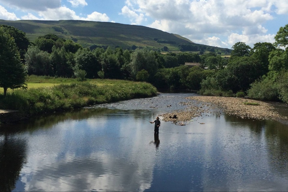 Pink Salmon Threatens UK Fisheries, Agency Warns