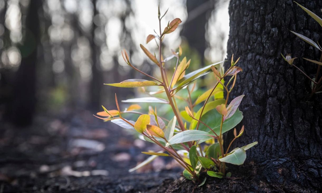 RMIT Unveils Australia’s First Regenerative Futures Hub