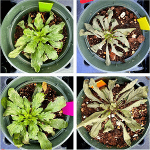 Research Evaluates Horseweed Response To Paraquat And Diquat In New York Vineyards And…