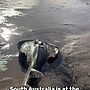 We know that this toxic algal bloom has been caused by the climate crisis, just ...