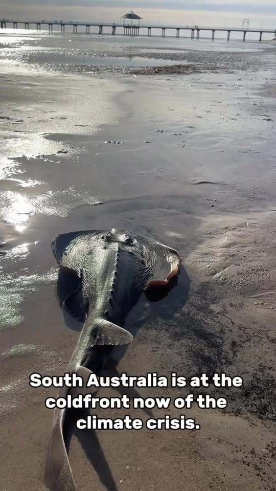 The Australian Greens: We know that this toxic algal bloom has been caused by the climate crisis, just …