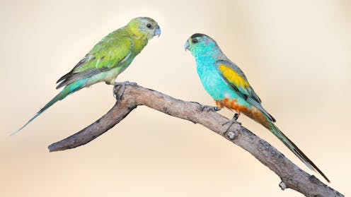 Trees Threaten Australia’s Iconic Bird in Grasslands