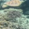 Labor set emissions targets that limit warming to 1.5C and safeguard our reefs c...