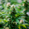 AMA Welcomes Input on Unapproved Cannabis Use