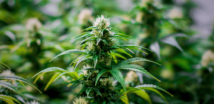 AMA Welcomes Input on Unapproved Cannabis Use