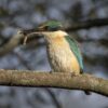 An image of a Sacred Kingfisher. It is a medium-sized blue bird with a sharp beak. It is holding a catepillar in its beak.