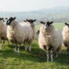 Bluetongue: Latest Situation