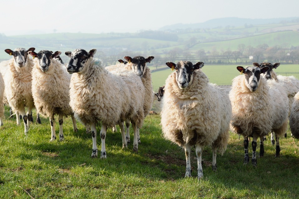 Bluetongue: Latest Situation