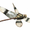 Canada's First Dinosaur-Era Dragonfly Fossil Found