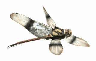 Canada’s First Dinosaur-Era Dragonfly Fossil Found