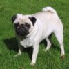 a pug dog standing on green grass.