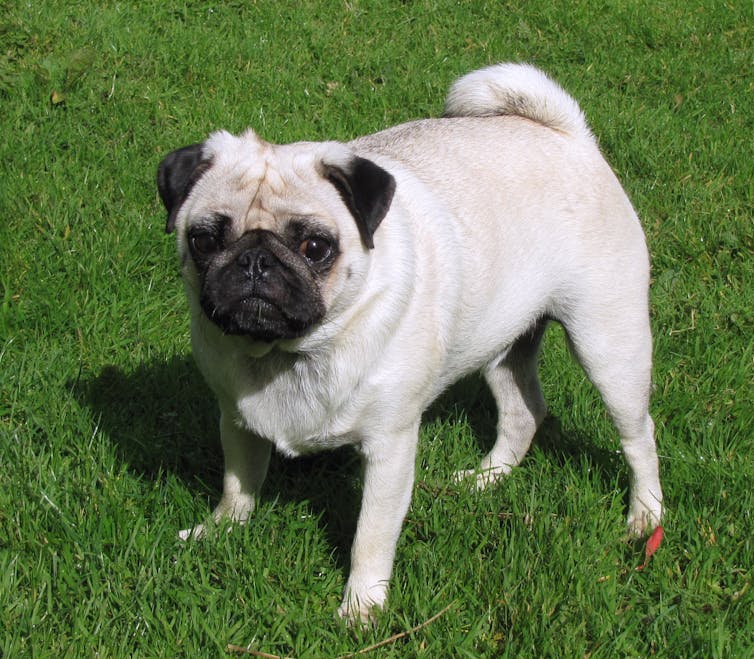 a pug dog standing on green grass.