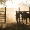 Environmental Law Reform Must Make Sense For Farmers