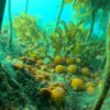 Greatest Ever Protection For Hauraki Gulf/Tīkapa Moana