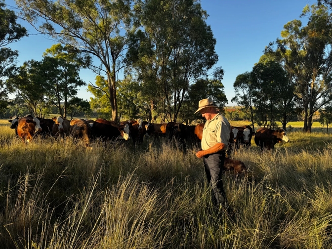 Hungry Jack's Lags as Coles Commits to Deforestation-Free Beef