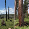 Forests that experienced two levels of fire severity. The left was high severity and shows blackened tree trunks, all dead, and the right one shows low severity with charred by live, robust trees.