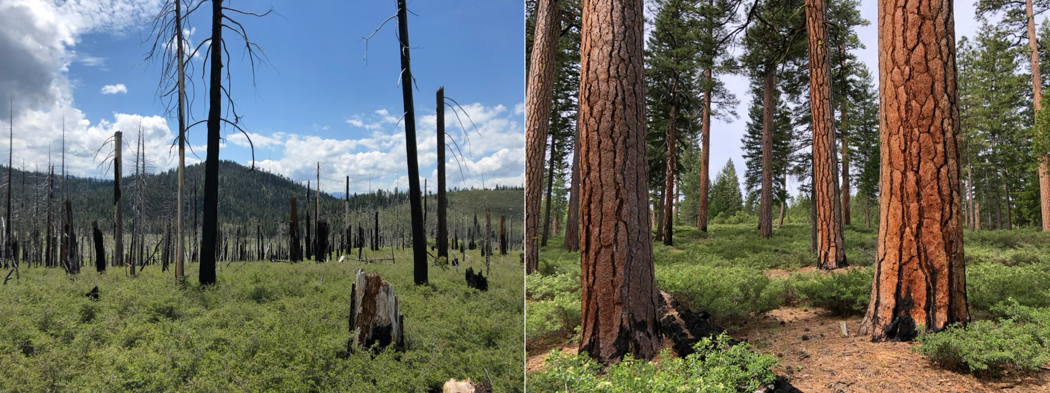 Forests that experienced two levels of fire severity. The left was high severity and shows blackened tree trunks, all dead, and the right one shows low severity with charred by live, robust trees.