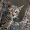 Inquiry Falls Short On Cat Management