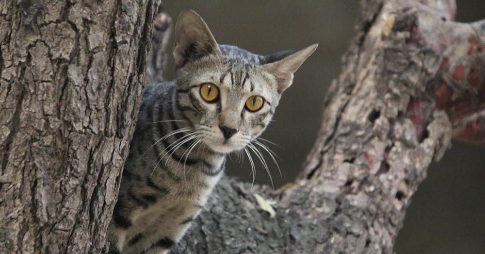 Inquiry Falls Short On Cat Management