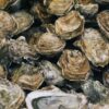 Oyster Herpesvirus Hits Humber Estuary