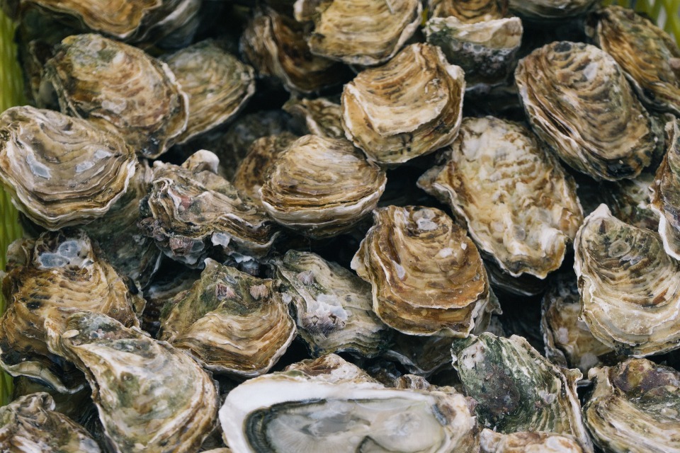 Oyster Herpesvirus Hits Humber Estuary