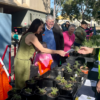 Plant Giveaway And Volunteer Expo Returns
