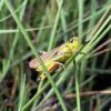 Rare Grasshopper Reappears in Norfolk After 85 Years